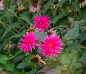 2022 09 12 LongFellowGardens 058